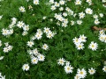 Argyranthemum frutescens 2.jpg