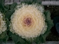 Flowering cabbage4.jpg
