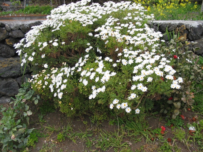 File:Argyranthemum frutescens (Habitus).jpg