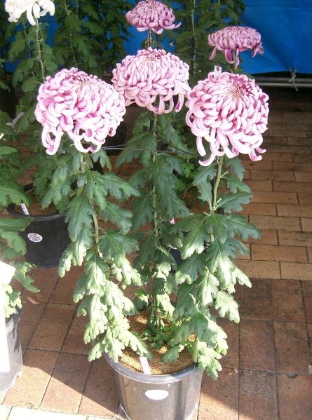 File:Chrysanthemum morifolium cv1.jpg