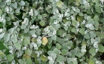 0 Helichrysum petiolare - Samoëns.jpg