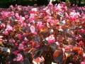 Begonia Semperflorens Hybrids 1005Pink.jpg