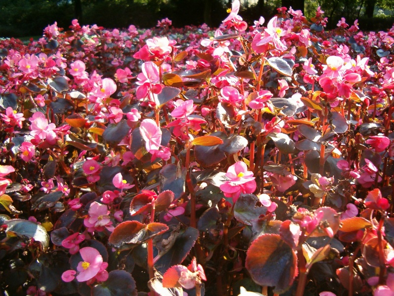 File:Begonia Semperflorens Hybrids 1005Pink.jpg