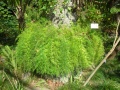 Asparagus densiflorus 2.jpg